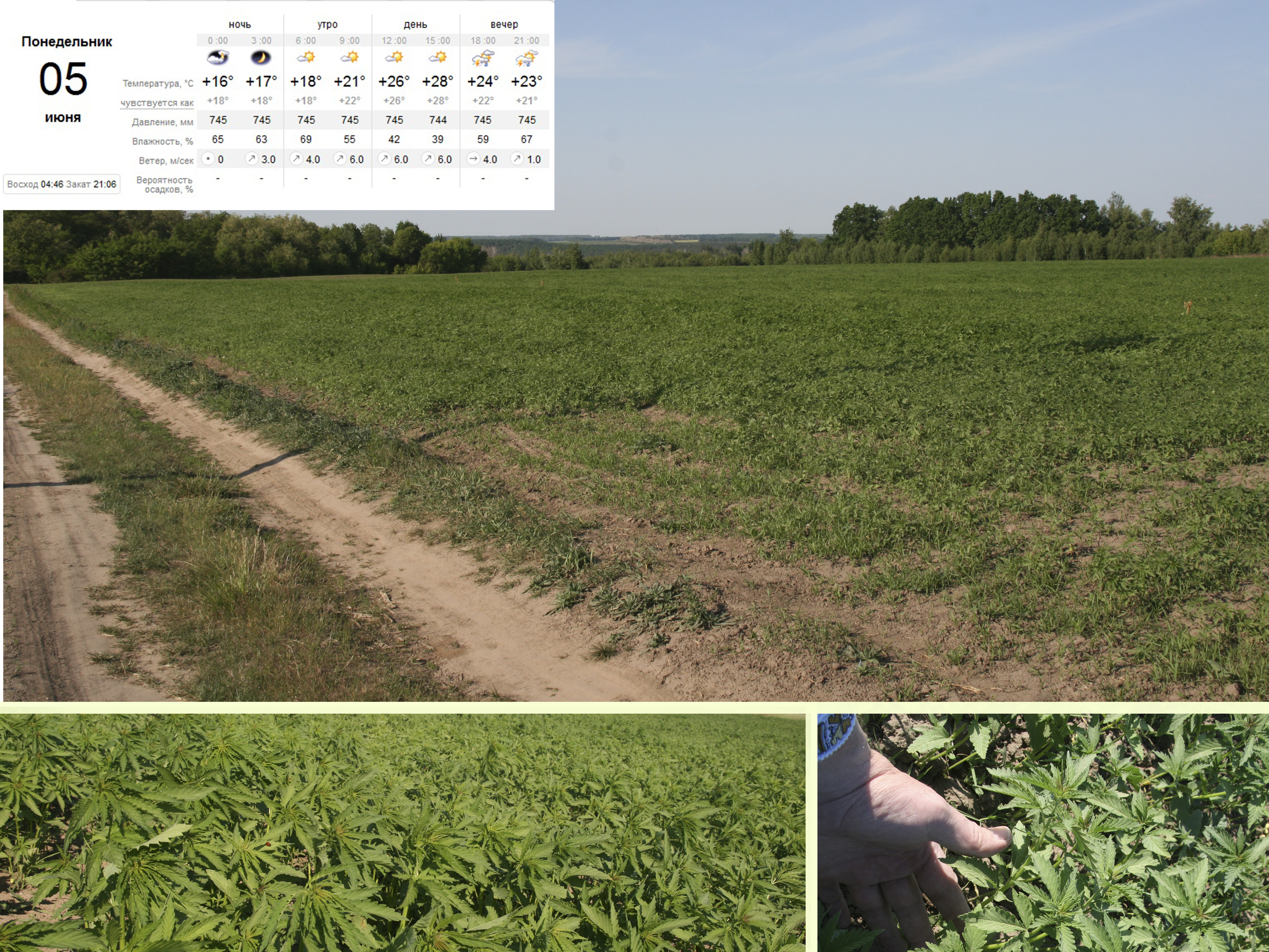 UA study of the profitability of the cultivation of hemp for high-quality fiber-2017-05-04